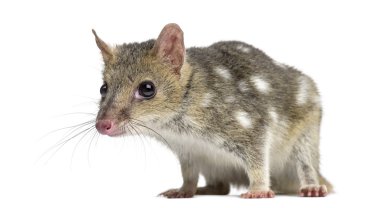 Benekli'yi beyaz izole