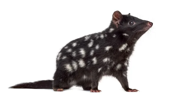 Quoll isolated on white — Stock Photo, Image