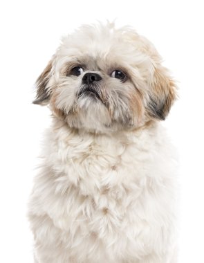 Beyaz izole bir Shih Tzu yakın çekim
