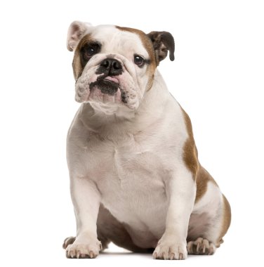 İngilizce Bulldog beyaz izole kamera bakıyor