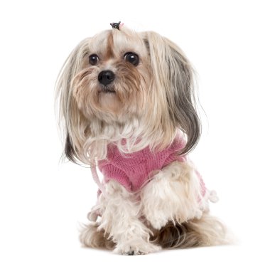 Aşağı, izole üzerinde beyaz yalan Bolonka giyinmiş