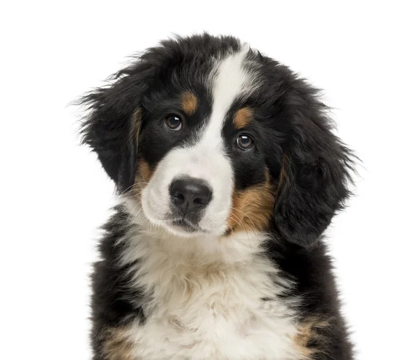 Primer plano de un cachorro Bernese Mountain Dog frente a un bac blanco —  Fotos de Stock