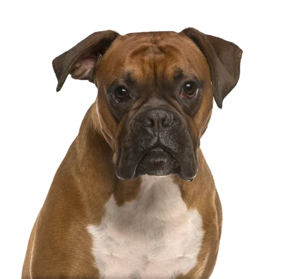 Close up of a Boxer isolated on white — Stock Photo, Image