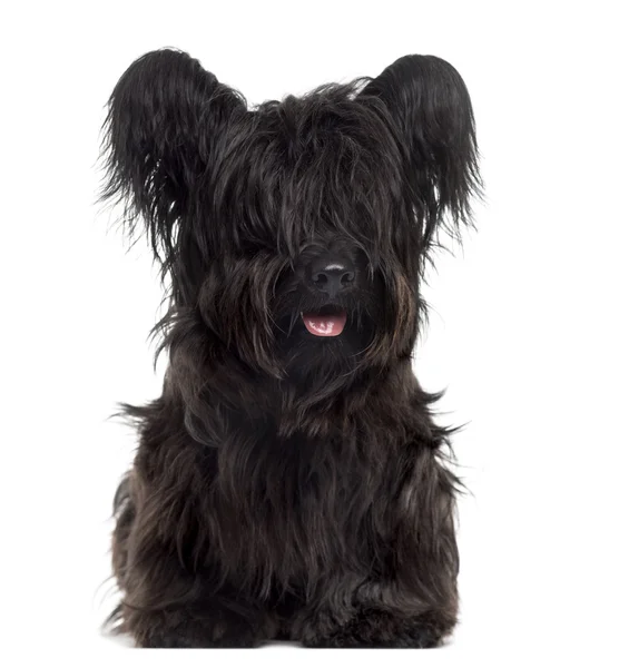Skye Terrier sticking the tongue out, isolated on white — Stock Photo, Image