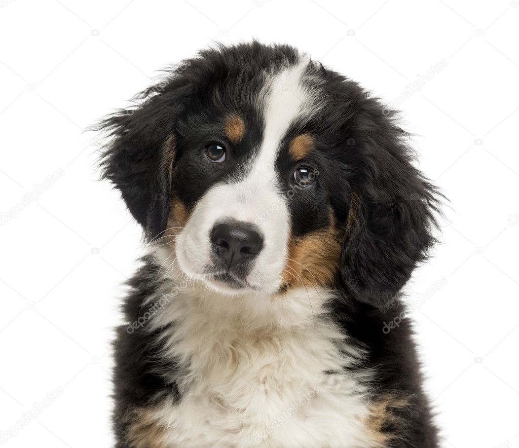 Close-up of a Bernese Mountain Dog puppy in front of a white bac