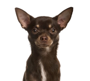 Beyaz izole bir Chihuahua köpek yavrusu yakın
