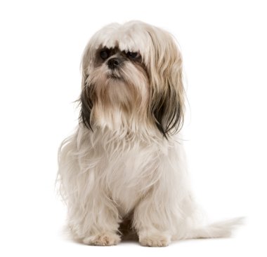 Shih Tzu oturma ve seyir uzakta, beyaz izole