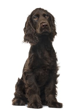 İngiliz Cocker Spaniel köpek yavrusu, beyaz izole
