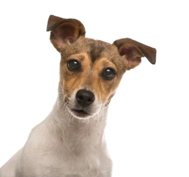 Jack Russel in yakın beyaz izole