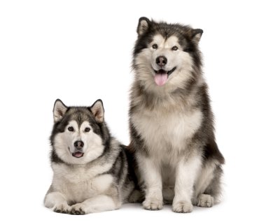 Malamute çift, beyaz izole dil dışarı yapışmasını