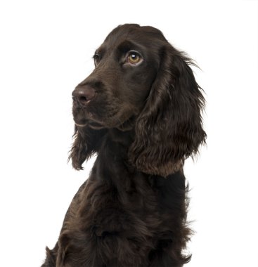 İngiliz Cocker Spaniel köpek yavrusu, beyaz izole