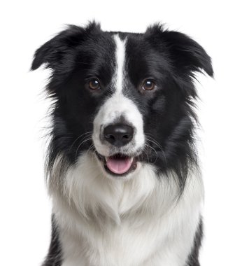 Close up of a Border Collie isolated on white clipart