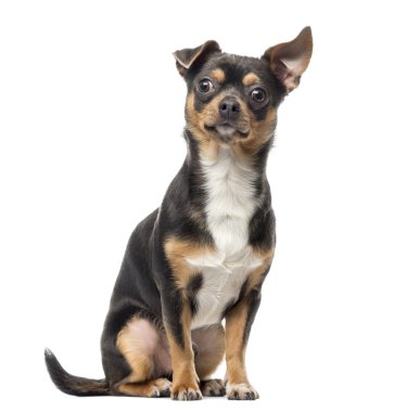 Çapraz doğurmak köpek üzerinde beyaz izole kamera bakıyor