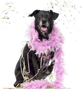 Köpek parti, üzerinde beyaz izole crossbreed