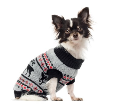 Chihuahua üzerinde beyaz izole kamera bakarak giyinmiş