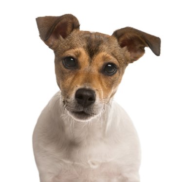 Jack Russel in yakın beyaz izole