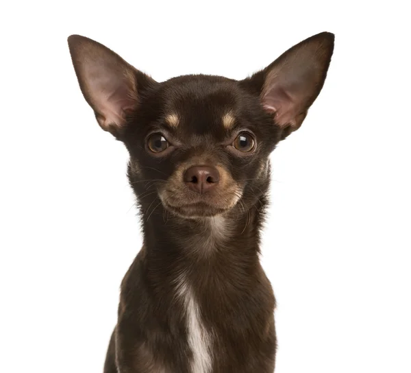 Close up de um cachorro Chihuahua isolado em branco — Fotografia de Stock