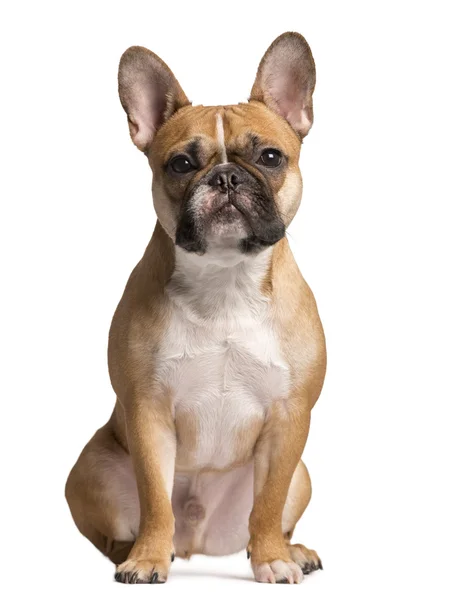 Bulldog francés mirando a la cámara, aislado en blanco —  Fotos de Stock