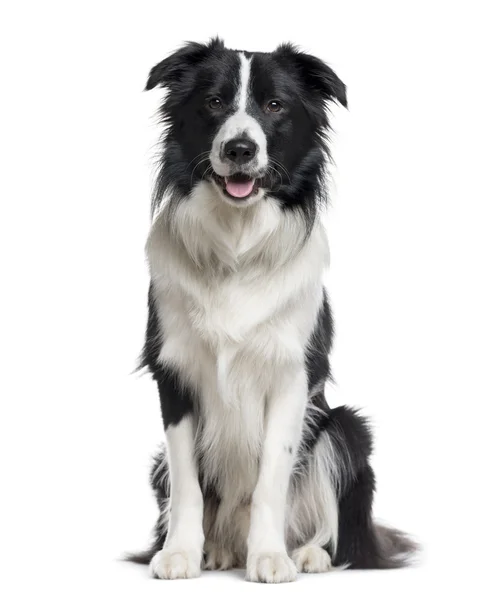 Border Collie op zoek naar de camera geïsoleerd op wit — Stockfoto