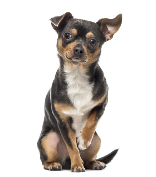 Chien de race croisée regardant la caméra, isolé sur blanc — Photo