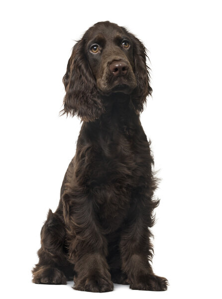 English Cocker Spaniel puppy, isolated on white