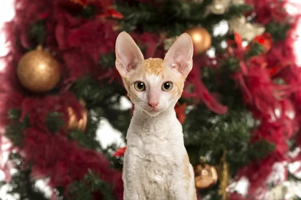 Bir Noel ağacının önünde Cornish Rex kedi yavrusu — Stok fotoğraf