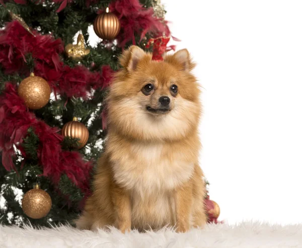 Alemão Spitz sentado na frente de uma árvore de Natal — Fotografia de Stock