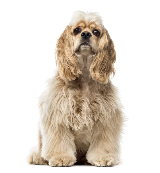 American cocker spaniel isolado em branco — Fotografia de Stock