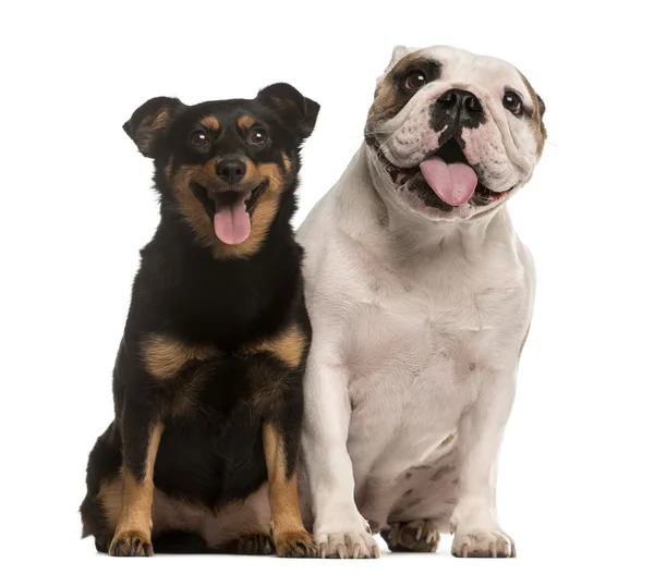 Angol bulldog és Crossbreed kiskutya, izolált fehér — Stock Fotó