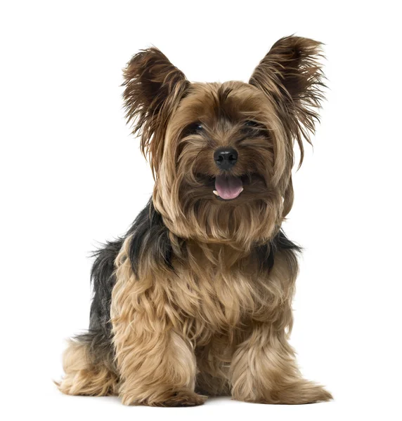 Yorkshire Terrier streckt die Zunge heraus, isoliert auf weiß — Stockfoto