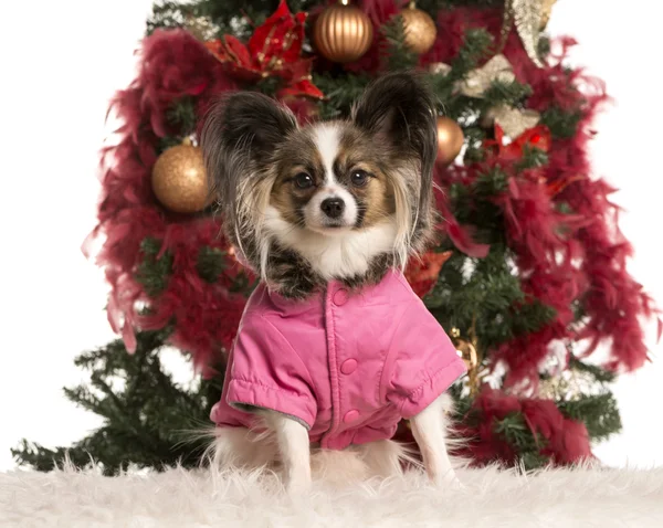 Papillon sitting in front of a Christmas tree — Stock Photo, Image