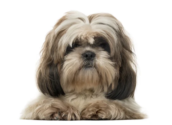 Cão de raça cruzada deitado, isolado em branco — Fotografia de Stock