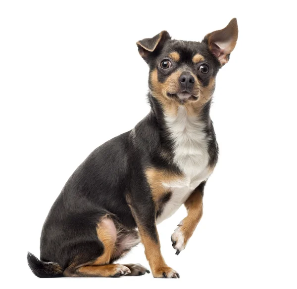 Cross breed dog looking at the camera, isolated on white — Stock Photo, Image