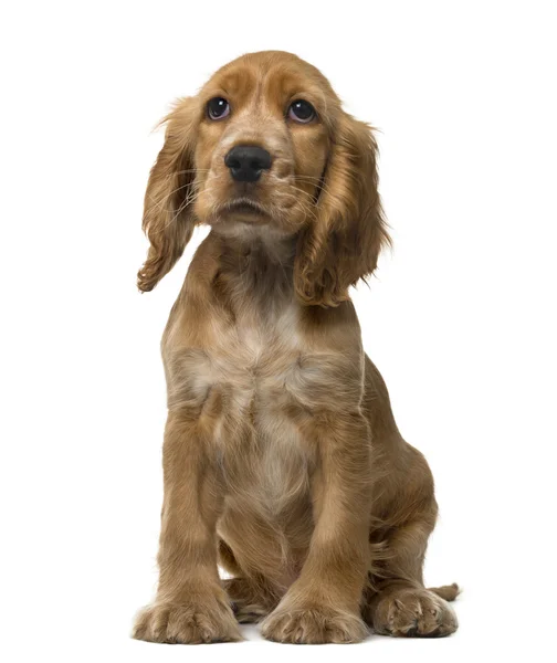 Inglês Cocker Spaniel filhote de cachorro sentado, isolado em branco — Fotografia de Stock