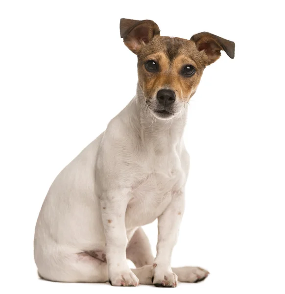 Jack Russel looking at the camera, isolated on white — стоковое фото