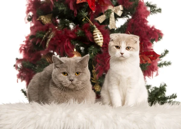 Brittisk korthår och en Scottish Fold kattunge — Stockfoto