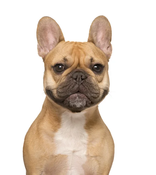 Gros plan d'un Bouledogue français, isolé sur blanc — Photo