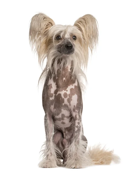 Chinese Crested Dog op weg, zoek geïsoleerd op wit — Stockfoto