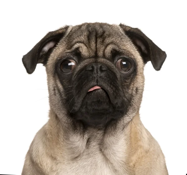 Pug köpek yavrusu üzerinde beyaz izole bir surat — Stok fotoğraf