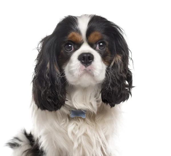 Cavalier Koning Charles Spaniel geïsoleerd op wit — Stockfoto