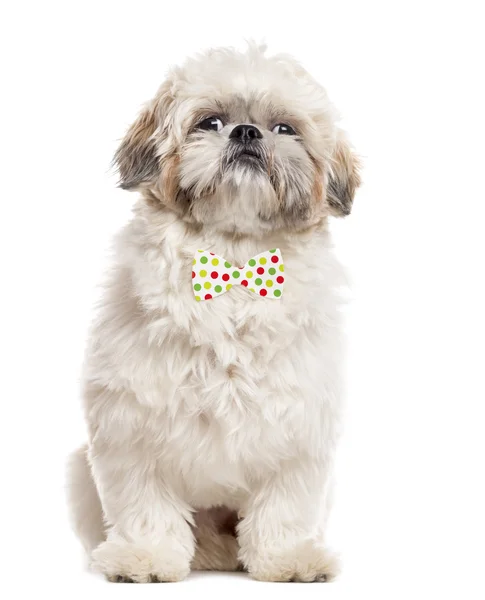 Shih Tzu com um arco engraçado, isolado em branco — Fotografia de Stock