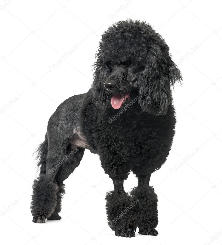 Poodle sticking the tongue out, isolated on white