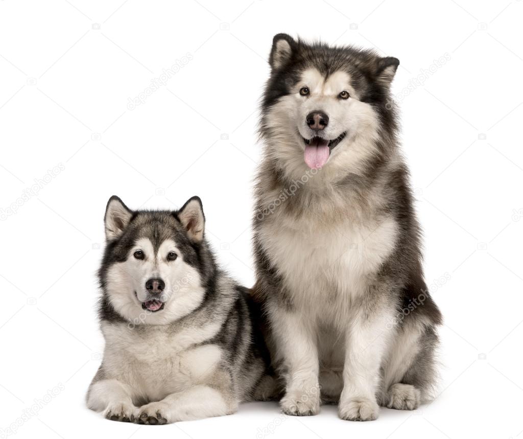 Malamute couple sticking the tongue out, isolated on white
