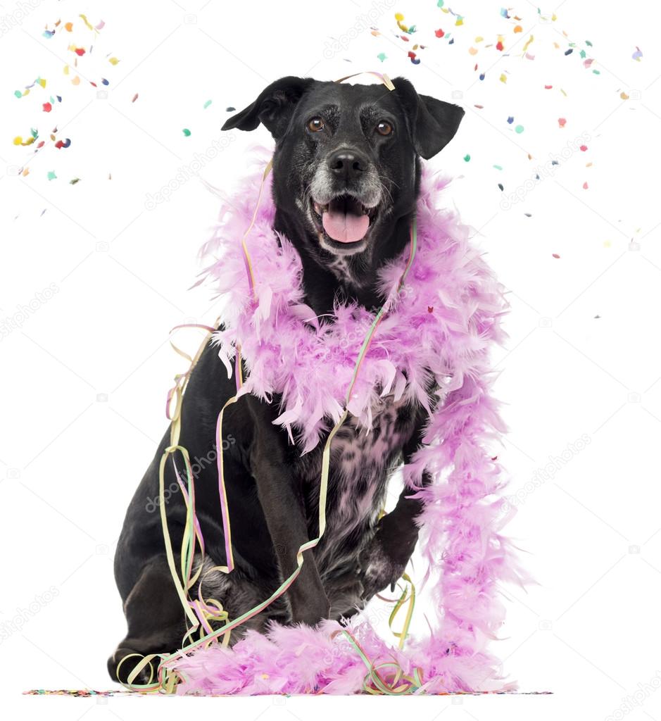 Crossbreed dog partying, isolated on white