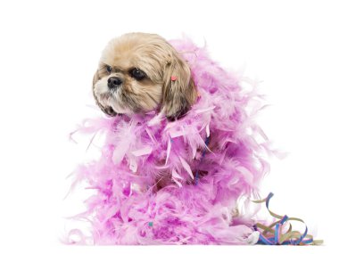 Shih Tzu parti, üzerinde beyaz izole