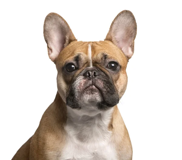 Franse Bulldog te kijken naar de camera, geïsoleerd op wit — Stockfoto