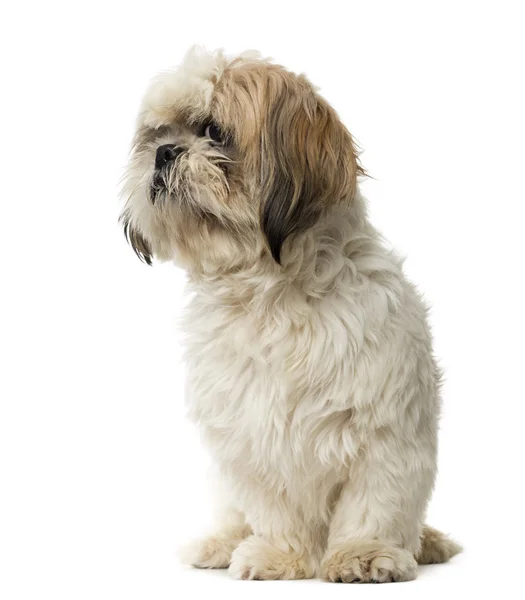 Shih Tzu vergadering en op zoek weg, geïsoleerde op wit — Stockfoto