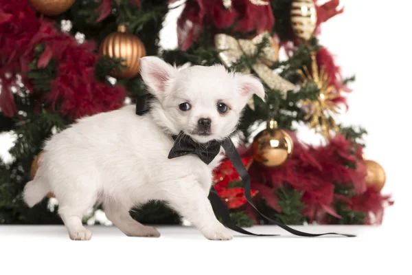Chihuahua cucciolo vestito a piedi davanti a un albero di Natale — Foto Stock