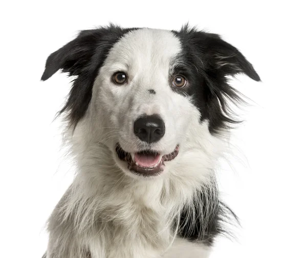 Κοντινό πλάνο του μια σύνορα ποιμενικού σκύλου μπροστά από ένα λευκό φόντο — Φωτογραφία Αρχείου