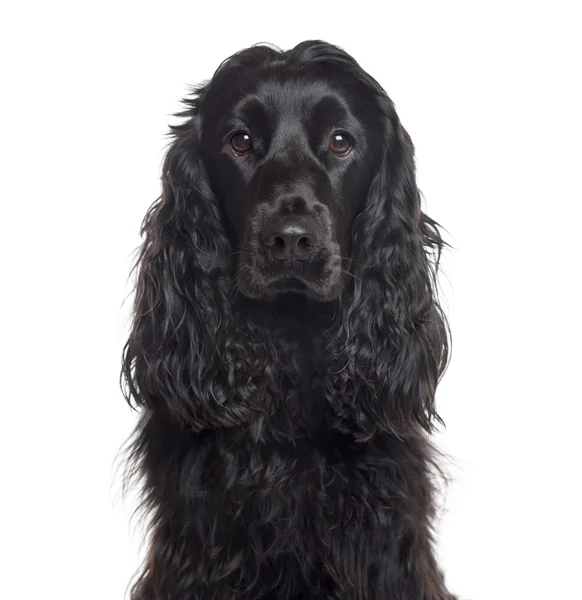 Close-up van een Engelse Cocker Spaniel geïsoleerd op wit — Stockfoto